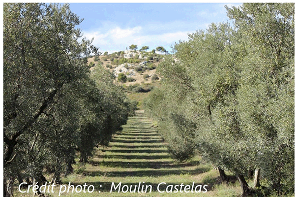 Expérimentation Plaine d’Entreconque, Maussane-les-Alpilles (13)